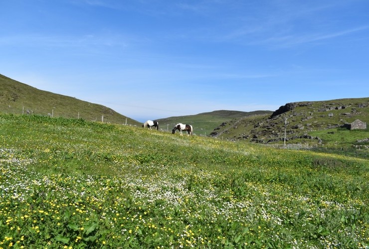 Sandwood horses