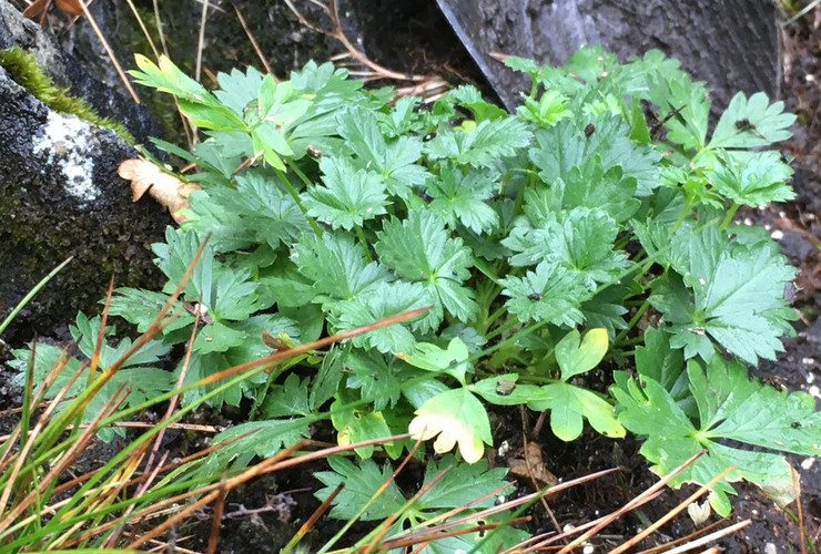 Alpine_cinquefoil_planting_crop