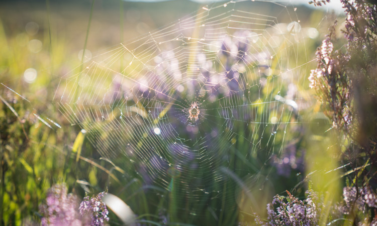 Spiderweb - David Lintern