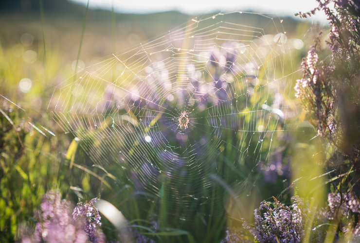 Spiderweb - David Lintern