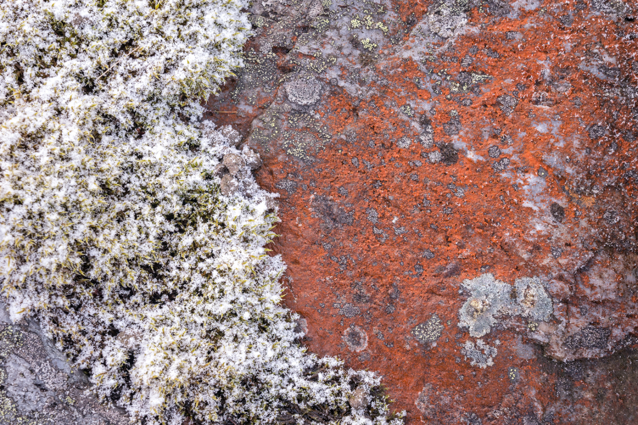 Lichen - David Lintern
