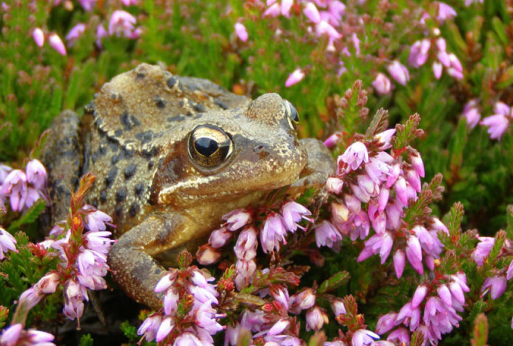 Don_frog