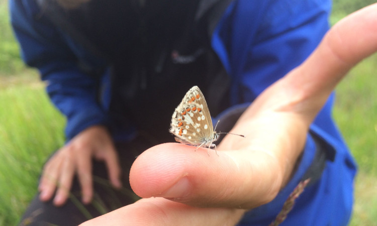 Northen Brown argus - Bioblitz