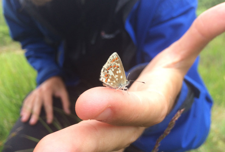 Northen Brown argus - Bioblitz