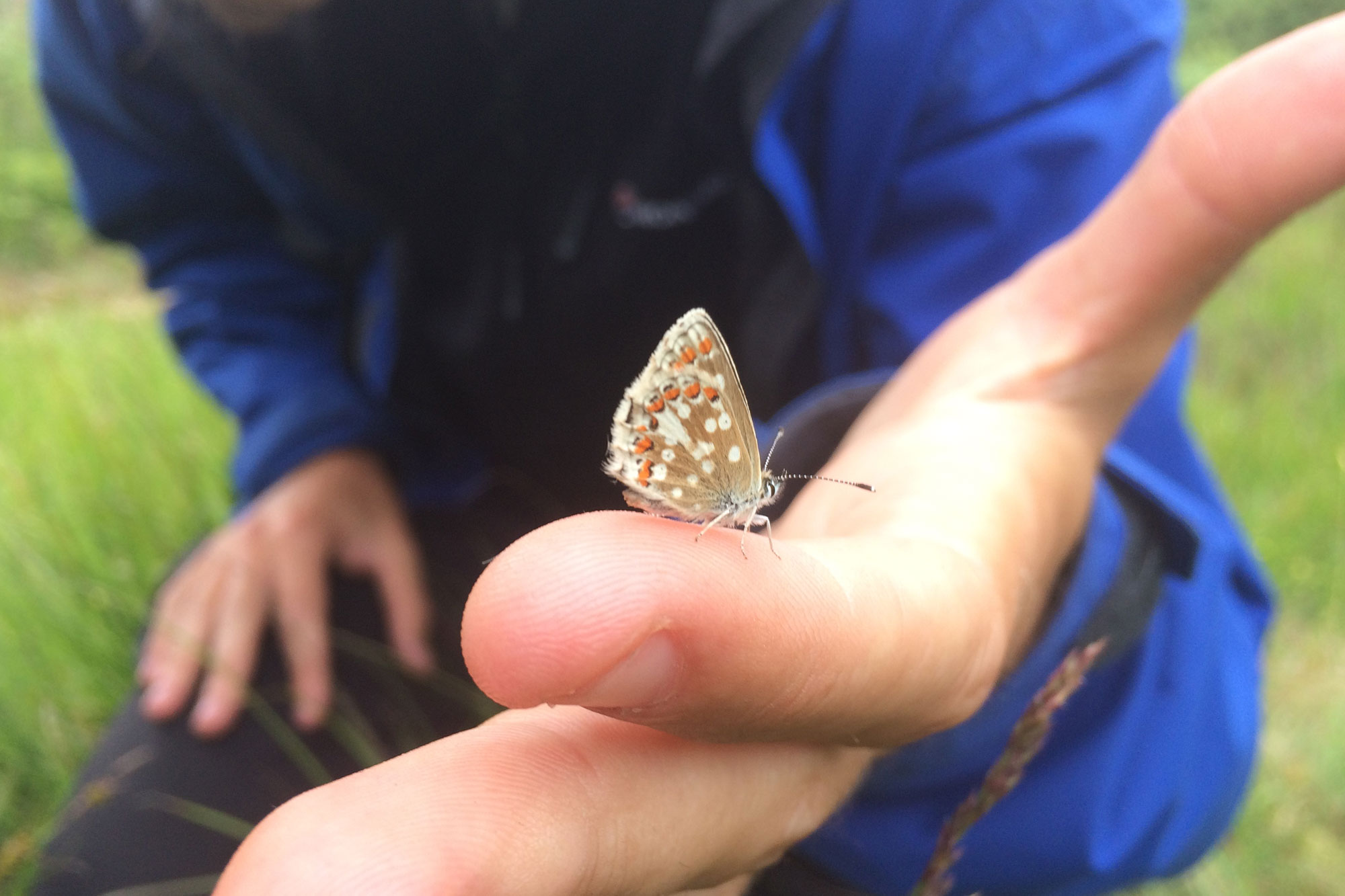 Northen Brown argus - Bioblitz