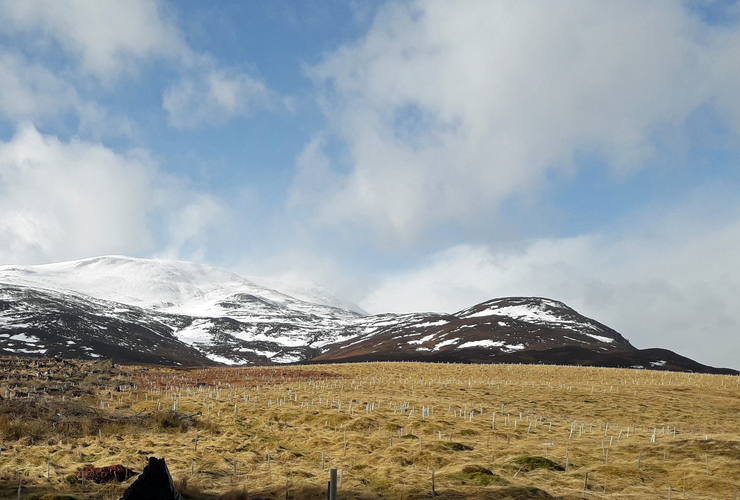 Schiehallion with snow and trees - March 2020