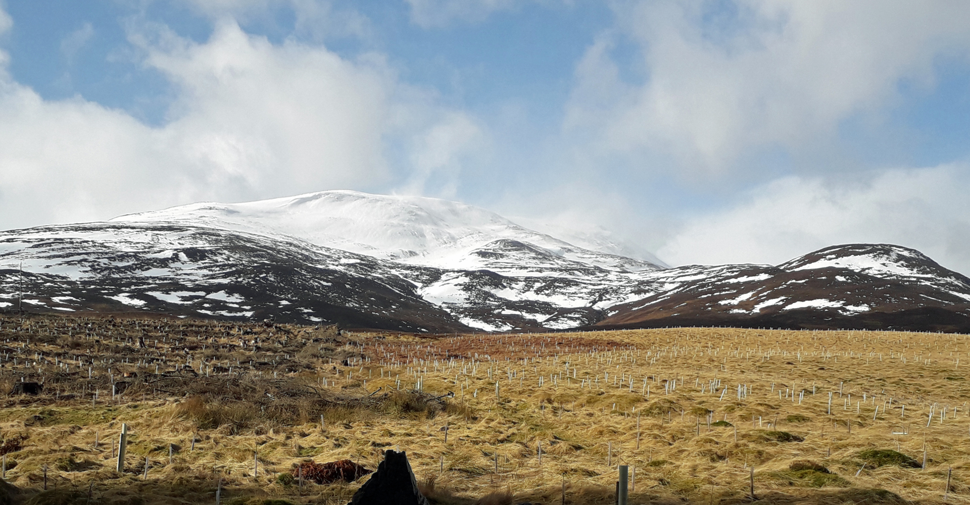 Schiehallion with snow and trees - March 2020