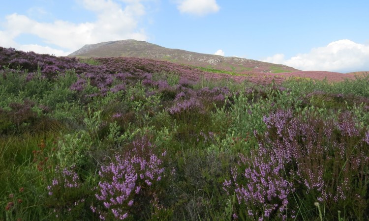 Willow and heather at Schiehallion