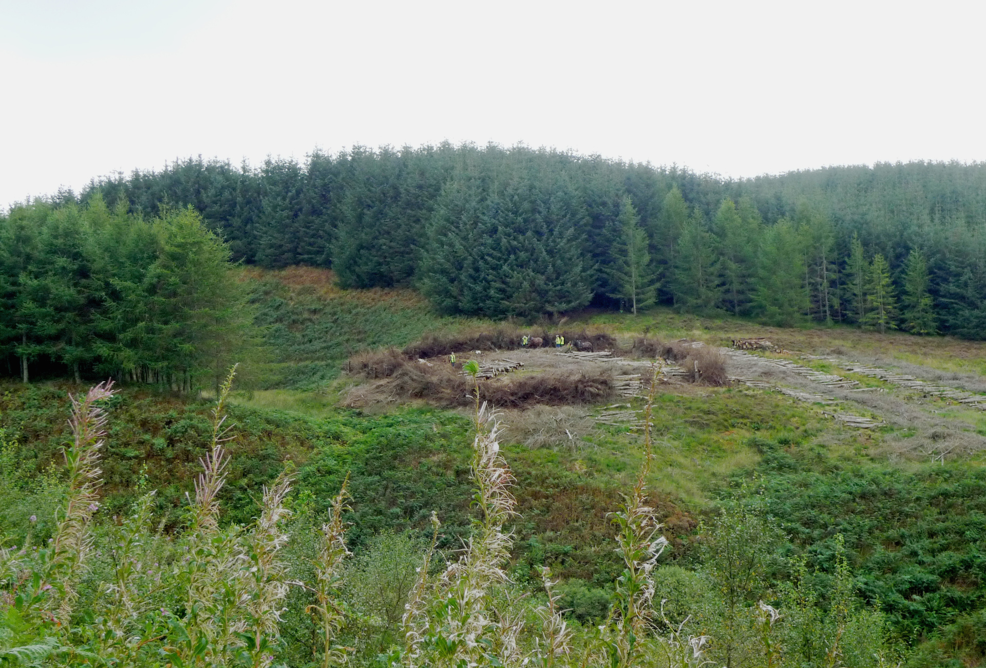 Brash hedge sept 2020