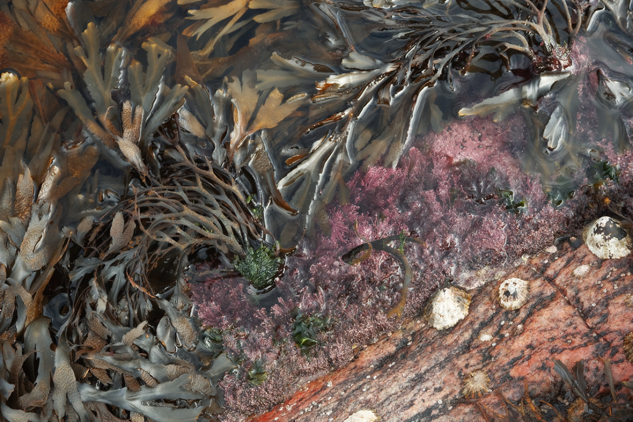 Rock pool - Alexander M Weir