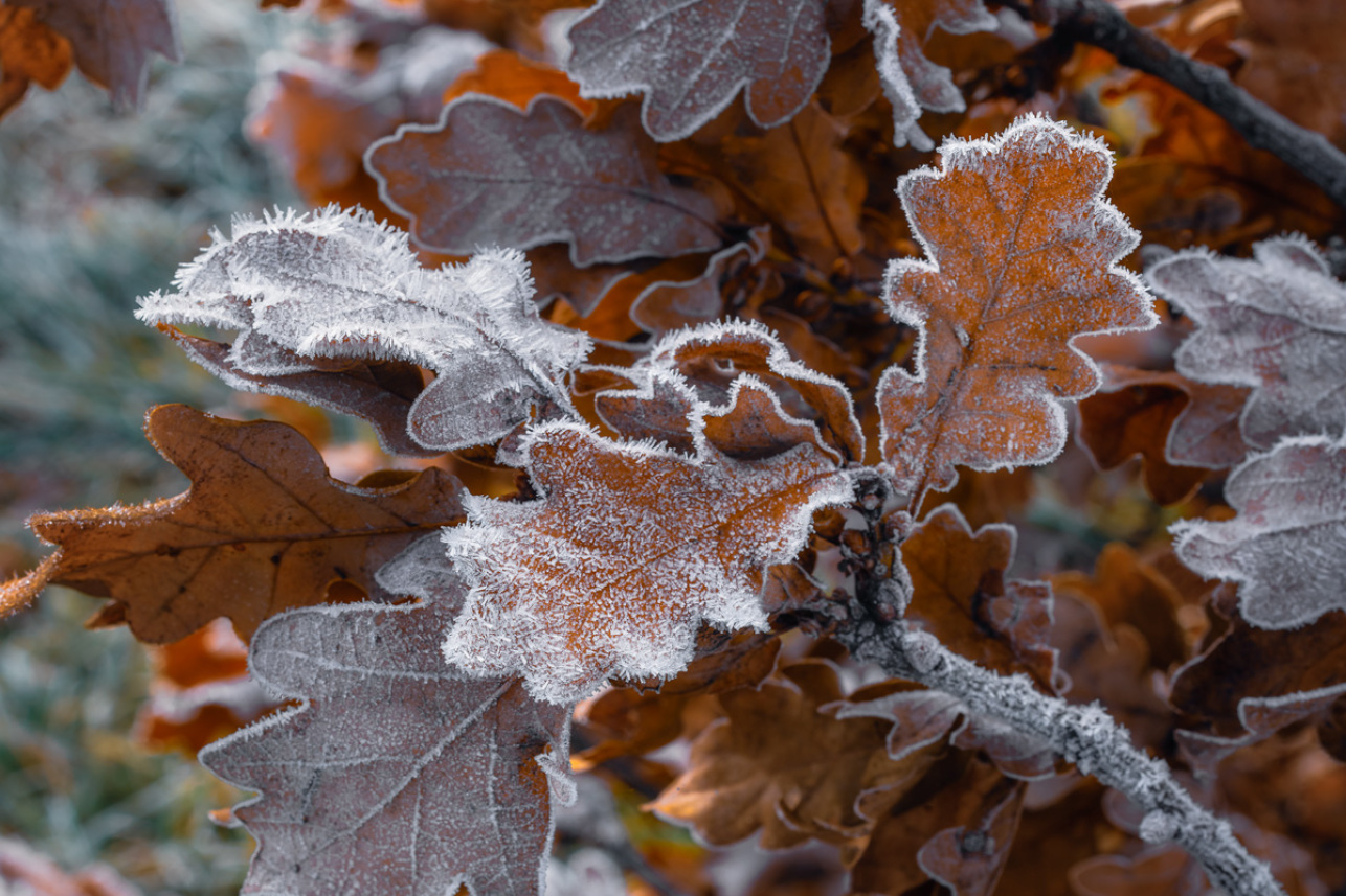 Frosty leaves - Alexander M Weir