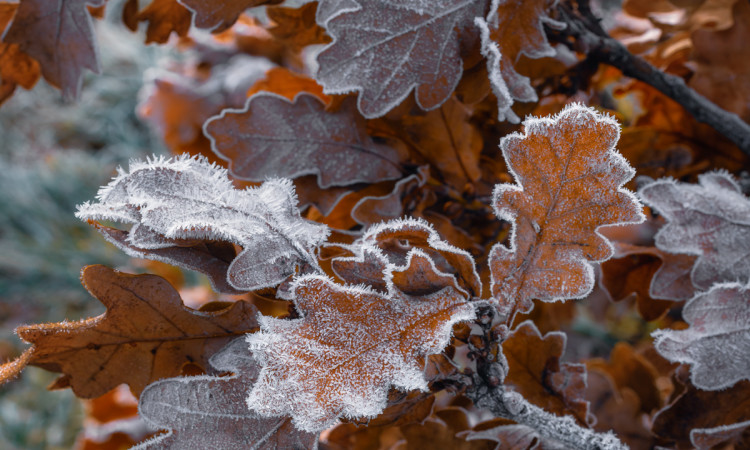 Frosty leaves - Alexander M Weir