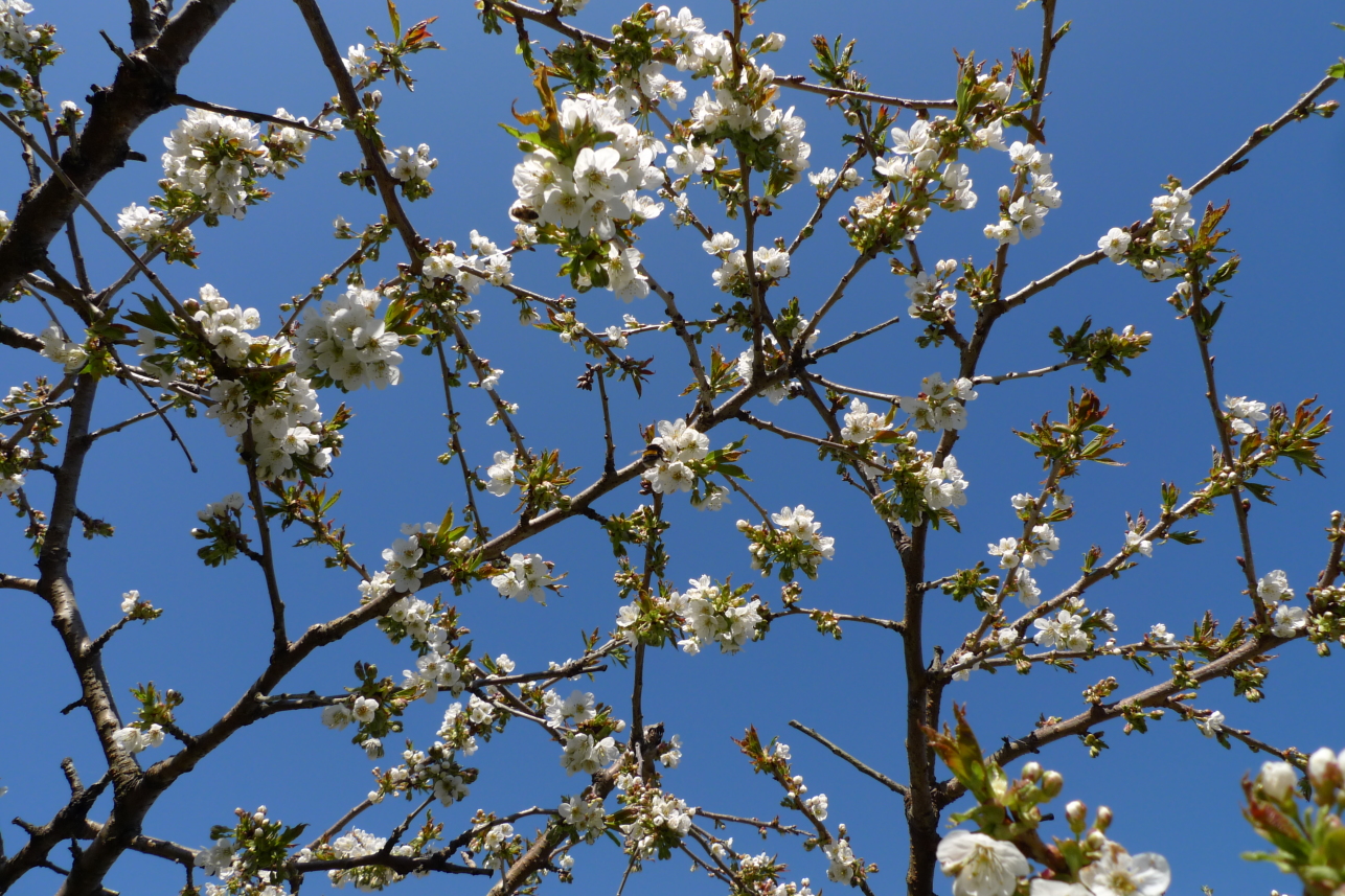 Fruit blossom