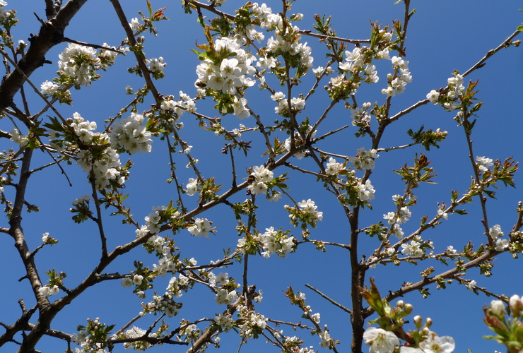 Fruit blossom