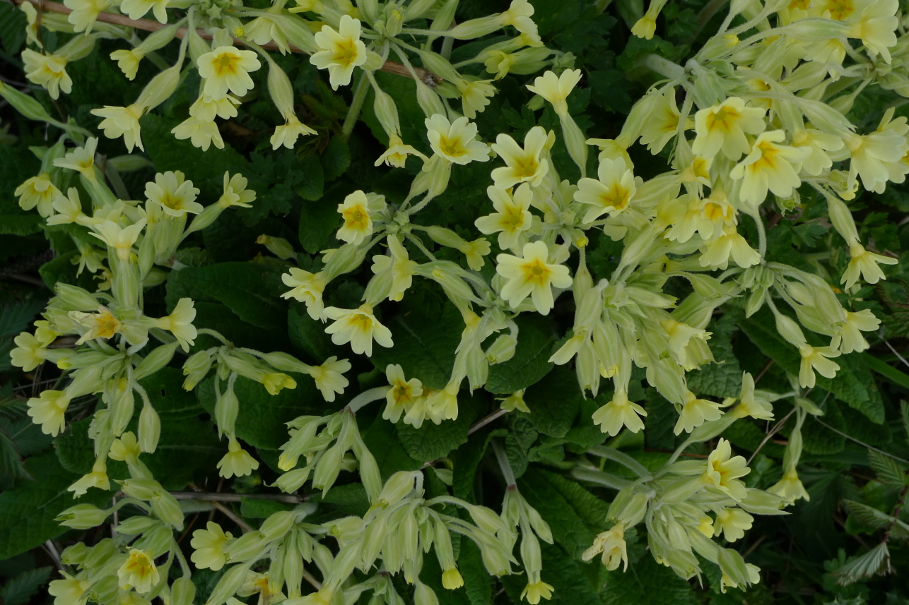 cowslips