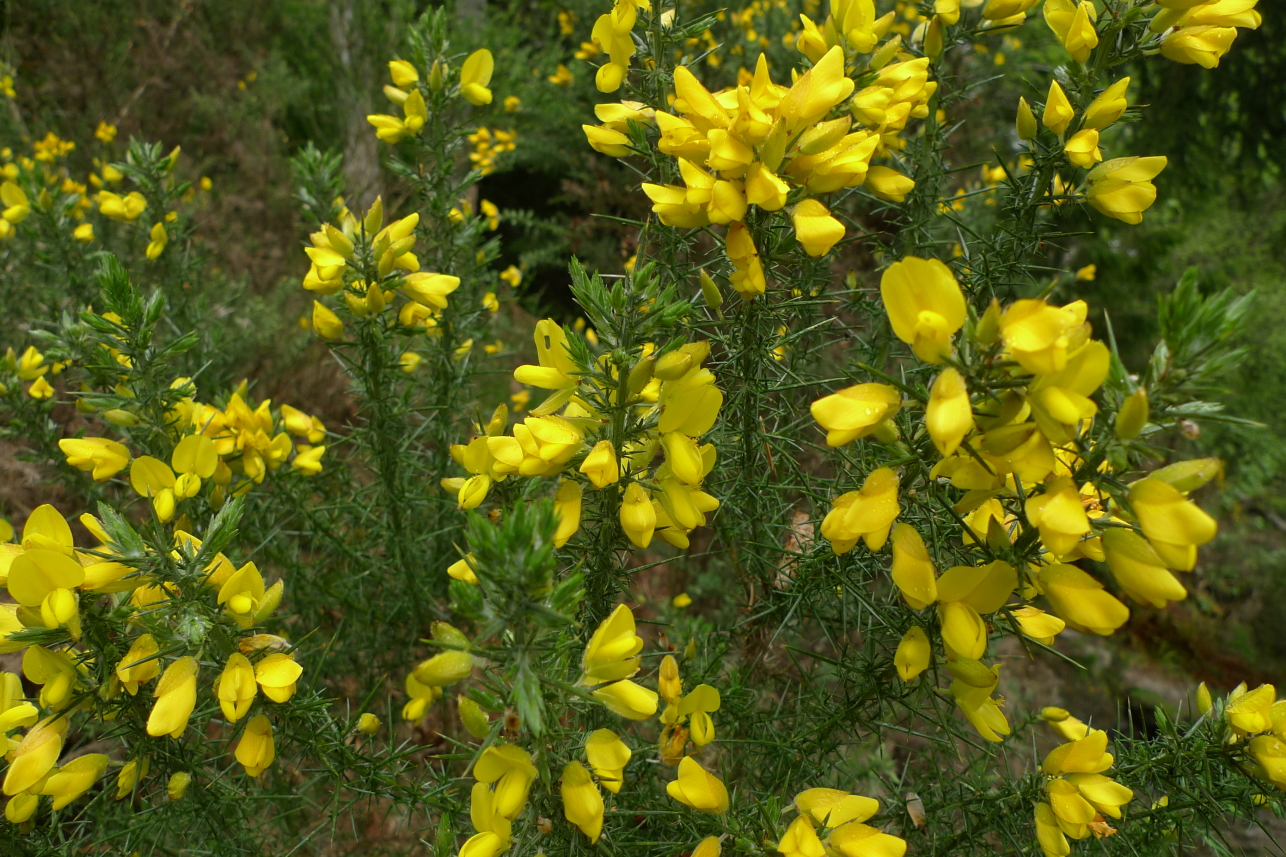 Gorse