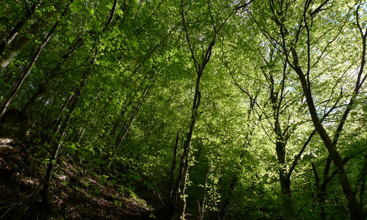 Spring woodland