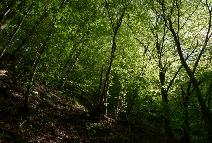Spring woodland