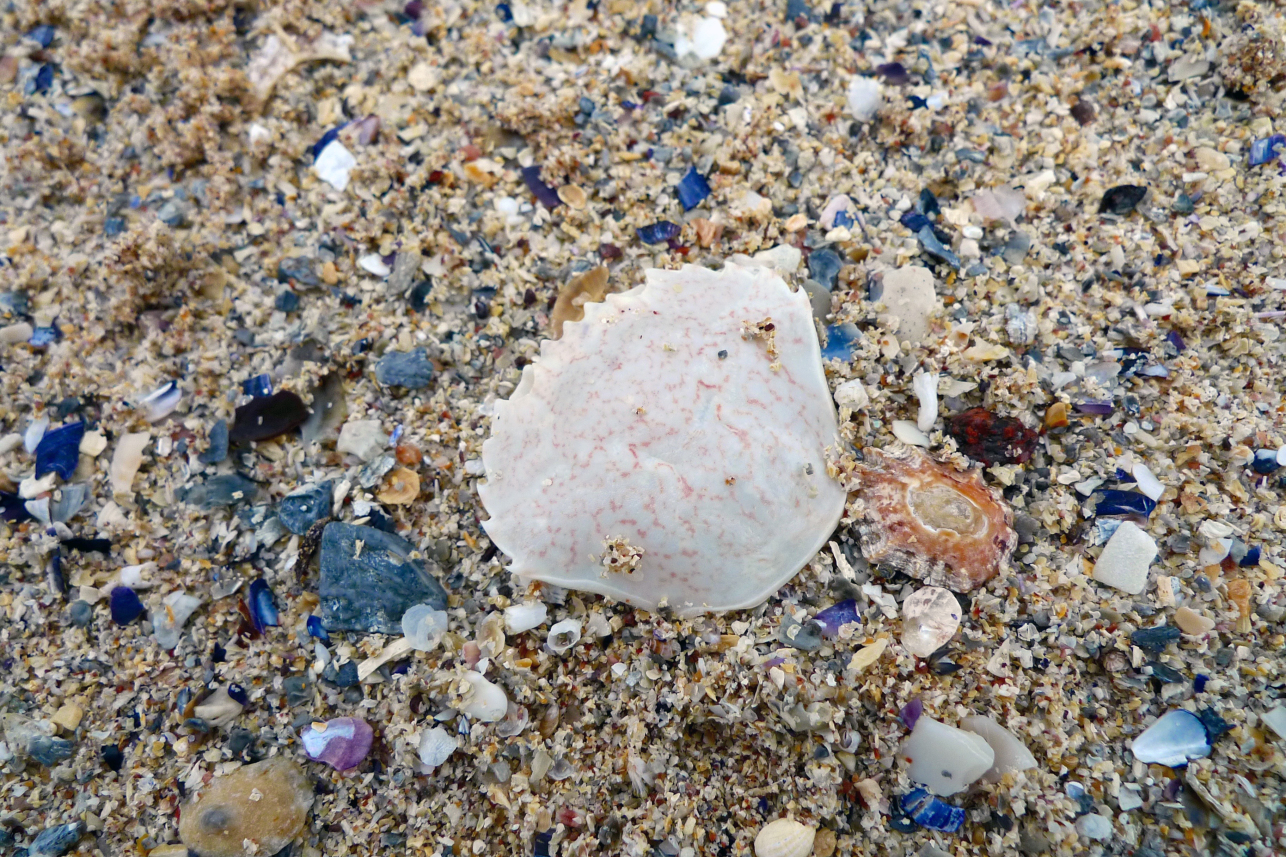 Shells at Sandwood