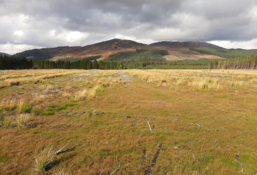 Peatland restoration - after