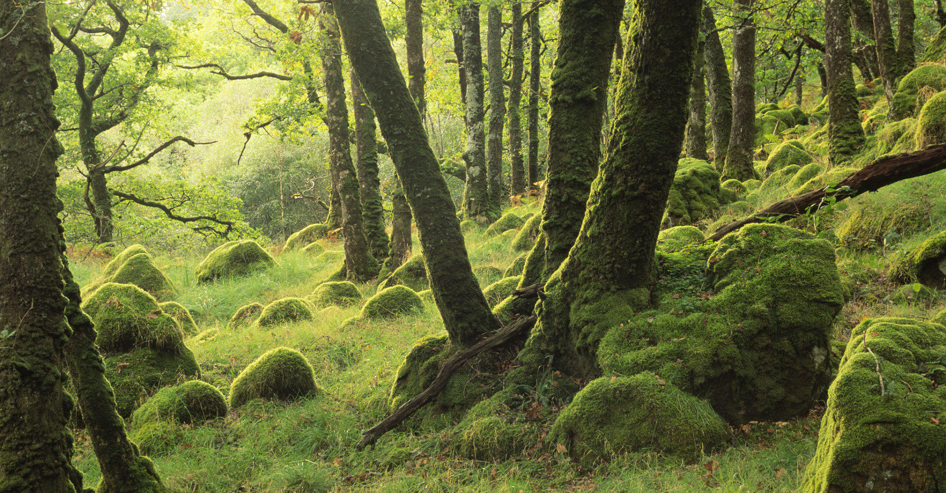 SNH - Mossy oakwood at Ariundle NNR Ardnamurchan West Highland Area - Lorne Gill SNH 3