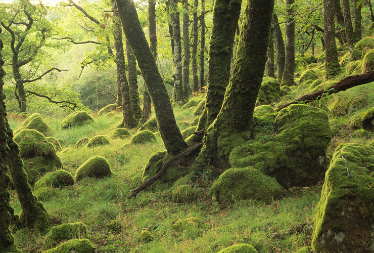 SNH - Mossy oakwood at Ariundle NNR Ardnamurchan West Highland Area - Lorne Gill SNH 3