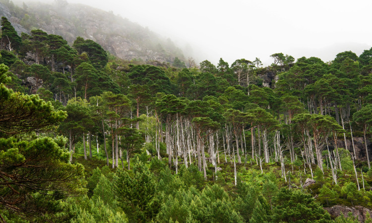 Coastal pinewood, Ben Shieldaig, Wester ross Credit Phil Formby / WTML