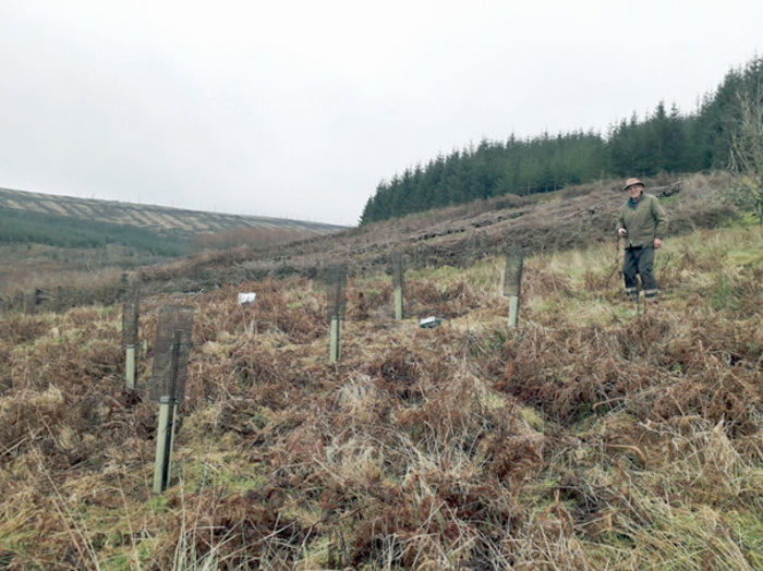 Plant a Tree at Glenlude - Peter Coutts