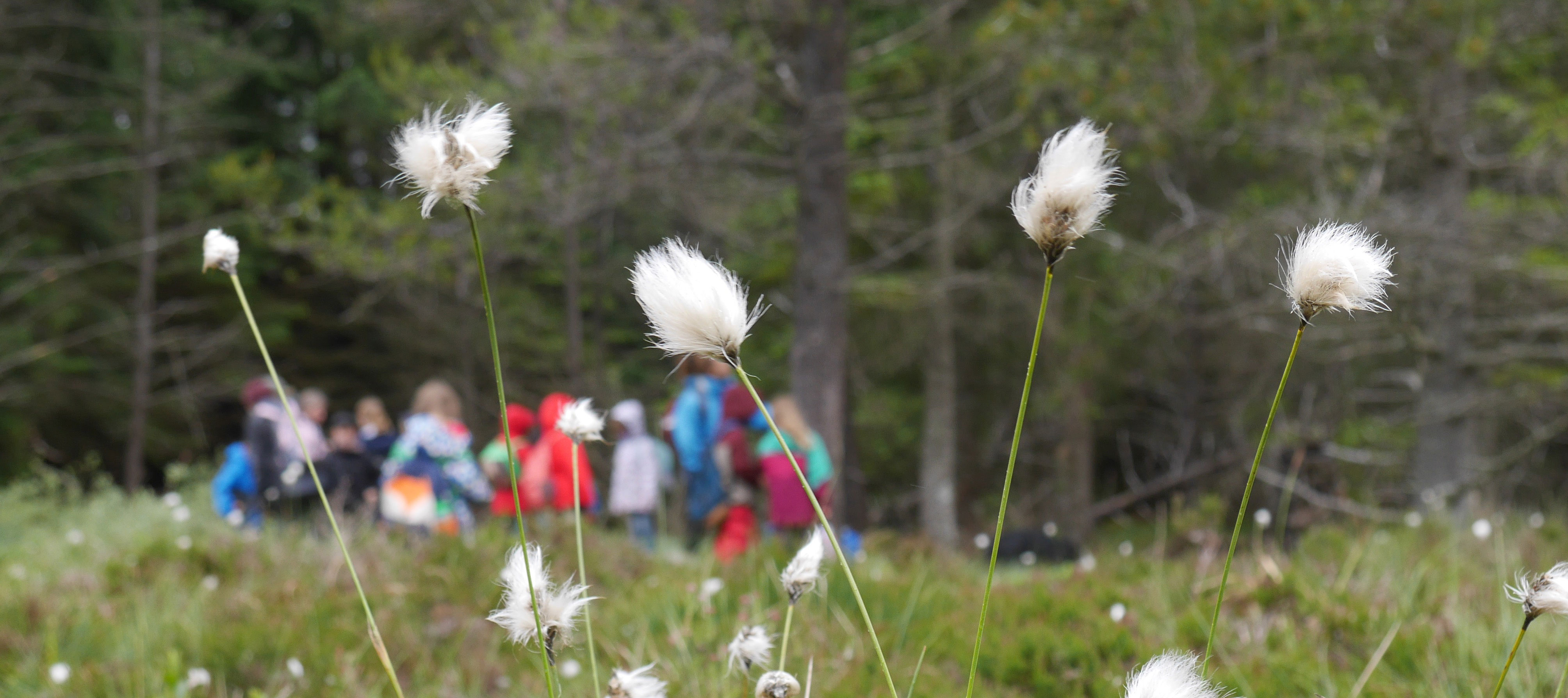 Group in field - narrow