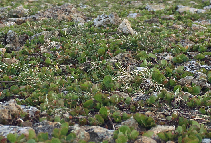 Dwarf birch on summit plateau