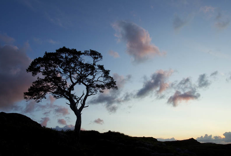 Mark Hamblin scotlandbigpicture - Scot's pine 