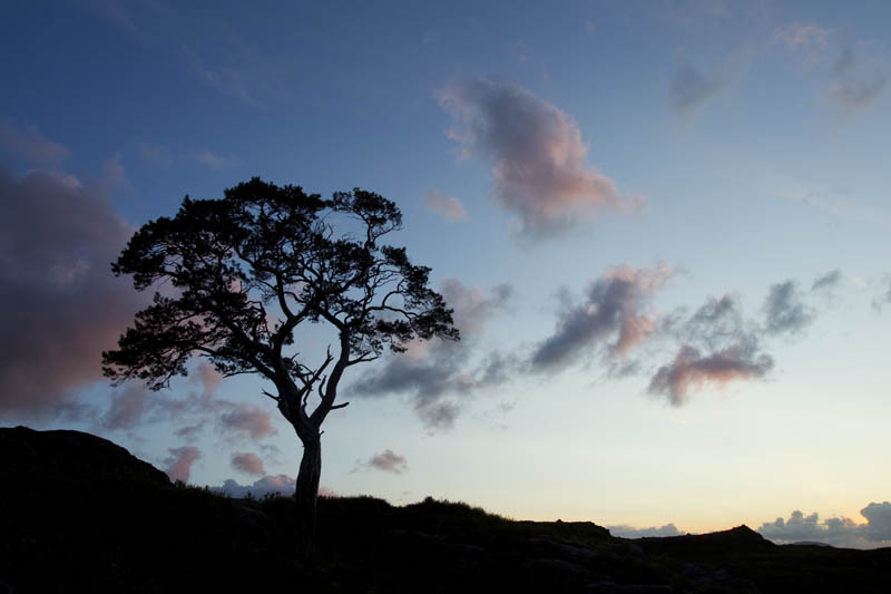 Mark Hamblin scotlandbigpicture - Scot's pine 