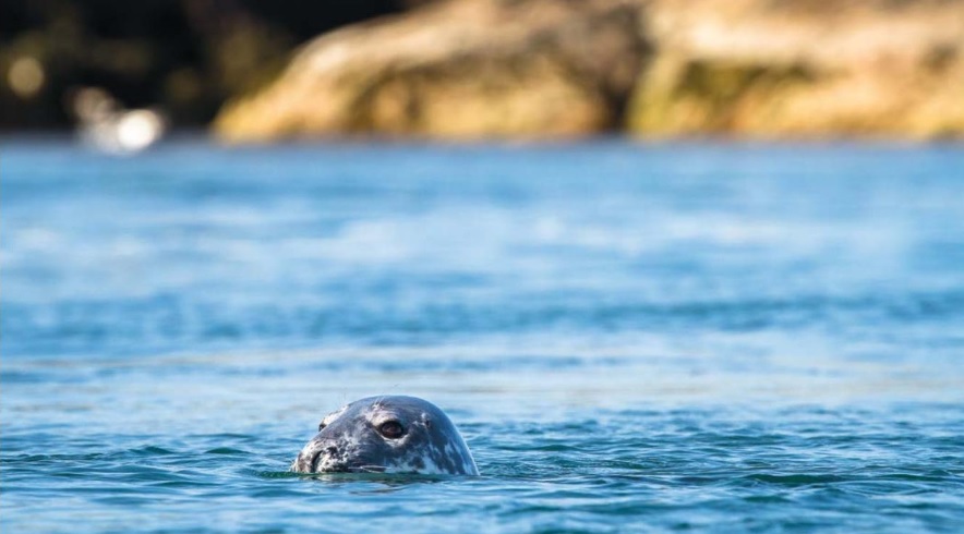 Seal - from Journal 68