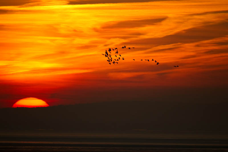 Barnacle Geese (Branta leucopsis) in flight at sunset - Danny Green/2020Vision