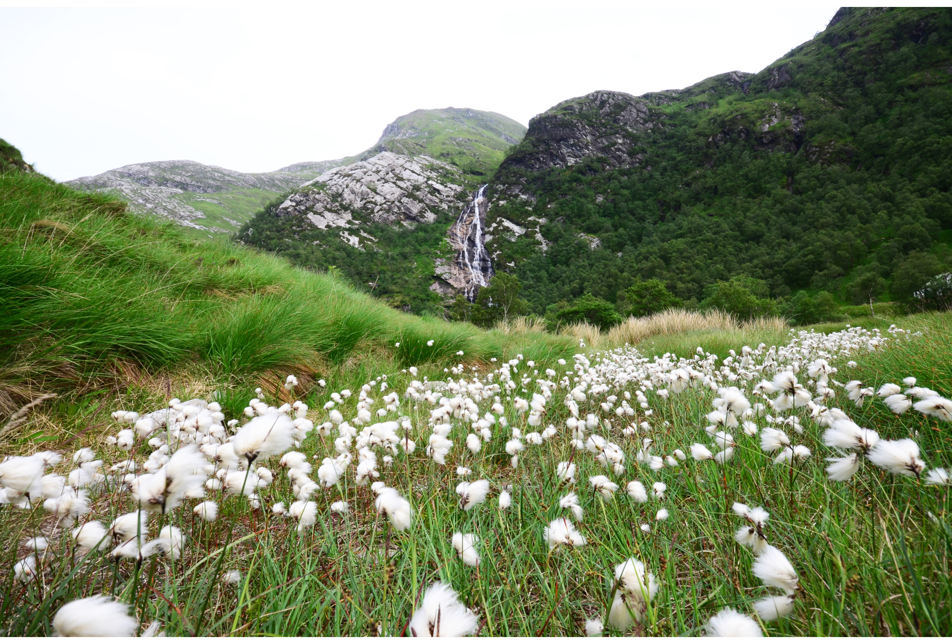 Steall Falls and Bog Cotton - Alex Gillespie