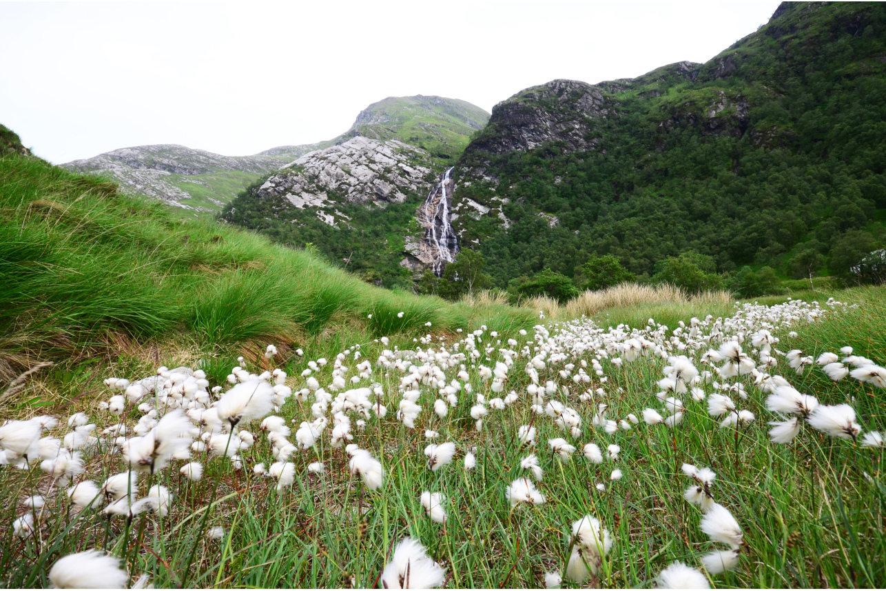 Steall Falls and Bog Cotton - Alex Gillespie