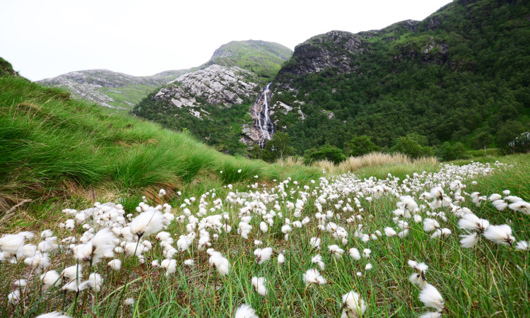 Steall Falls and Bog Cotton - Alex Gillespie