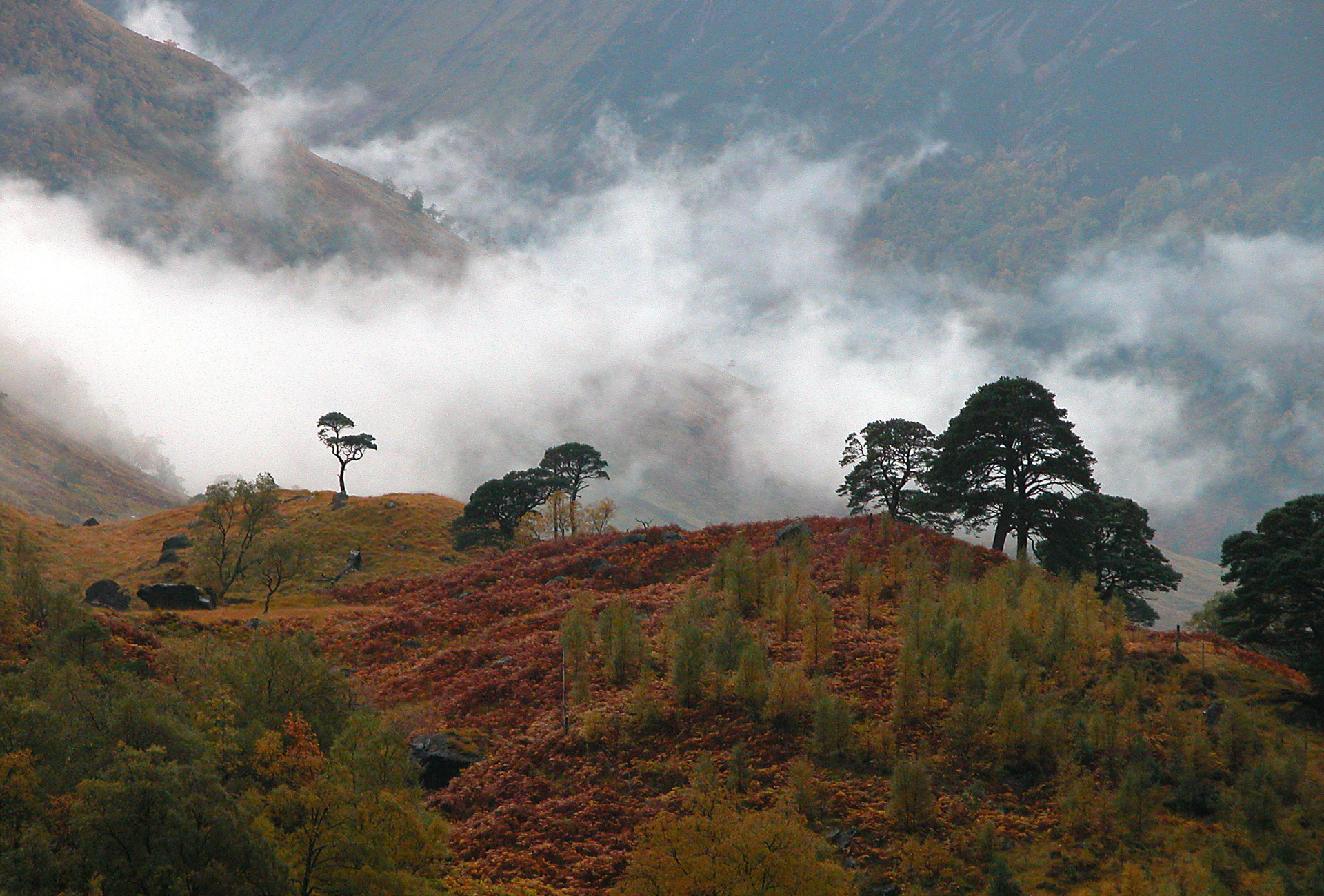 Glen Nevis misty pines - Alex Gillespie