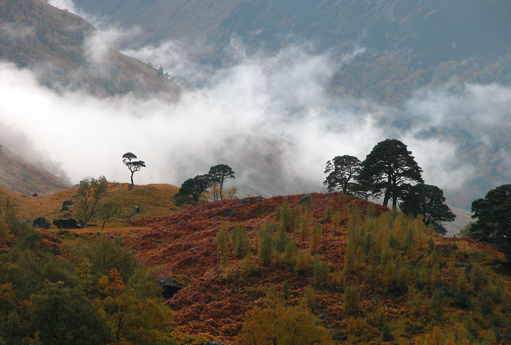 Glen Nevis misty pines - Alex Gillespie