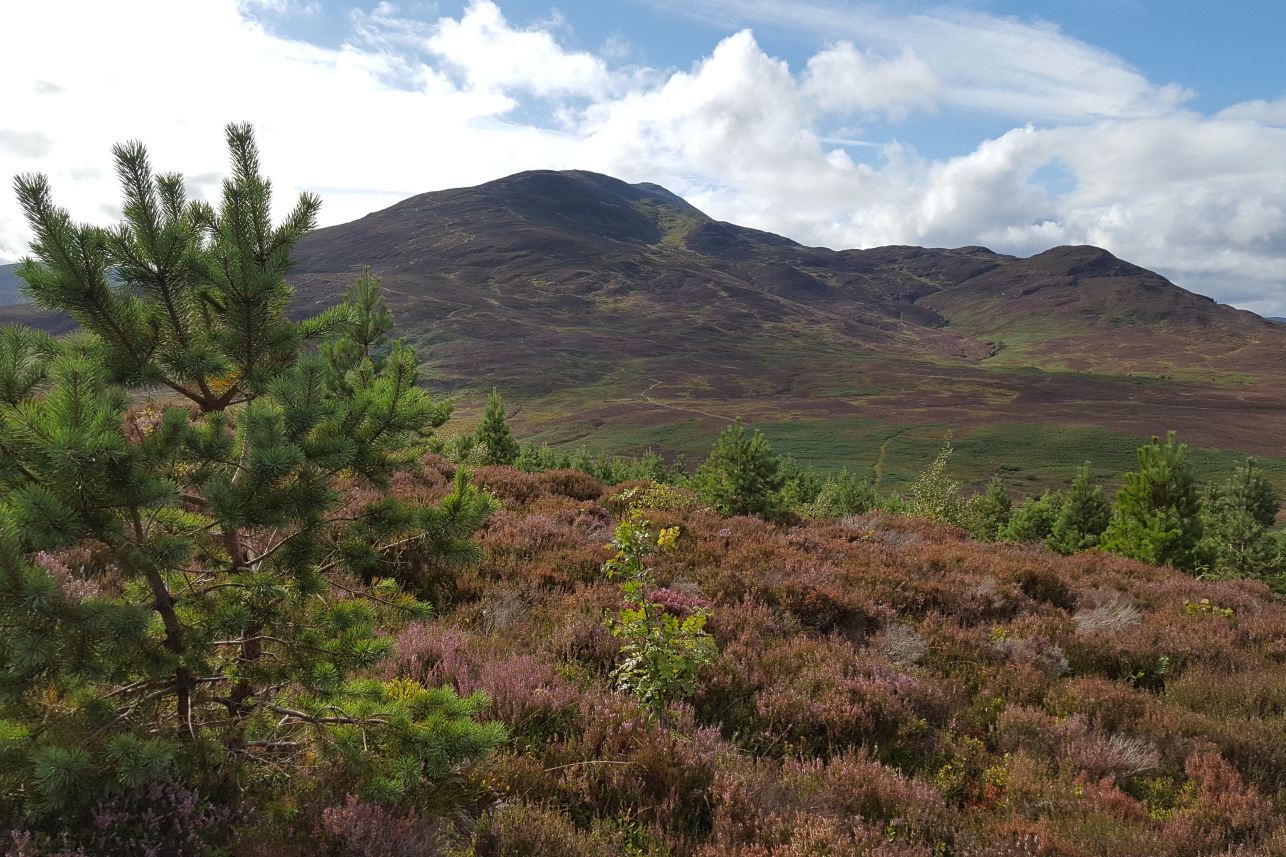 Daisy Clark: View from Dun Coillich to Schiehallion