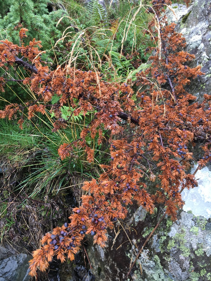 Phytopthera in juniper at Greenside