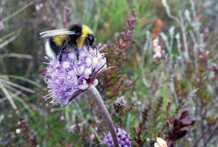 Bumblebee on devils-bit scabious - Liz Auty