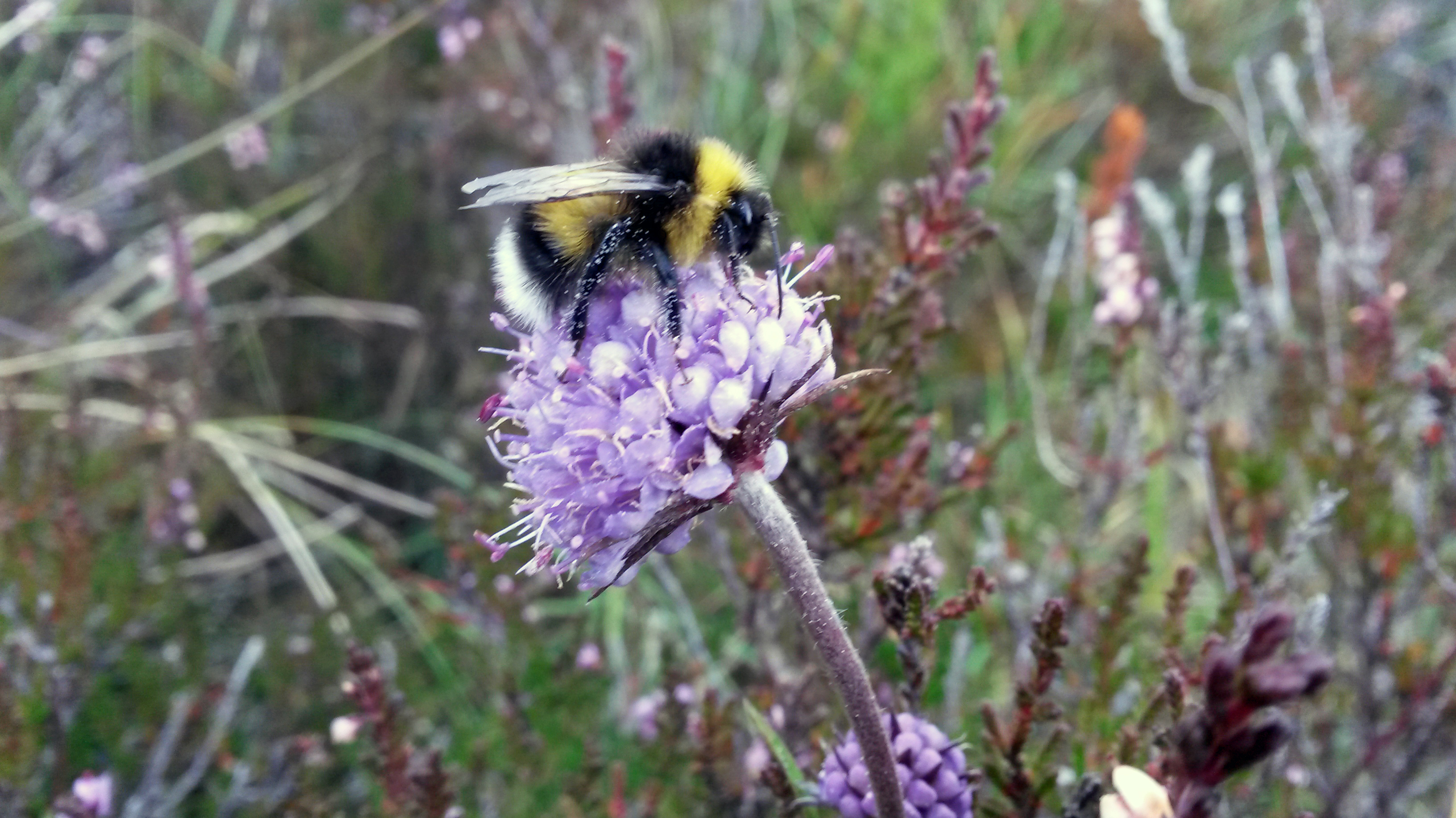 Bumblebee on devils-bit scabious - Liz Auty