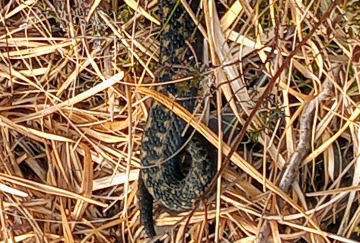 Adder at Quinag - Romany Garnett