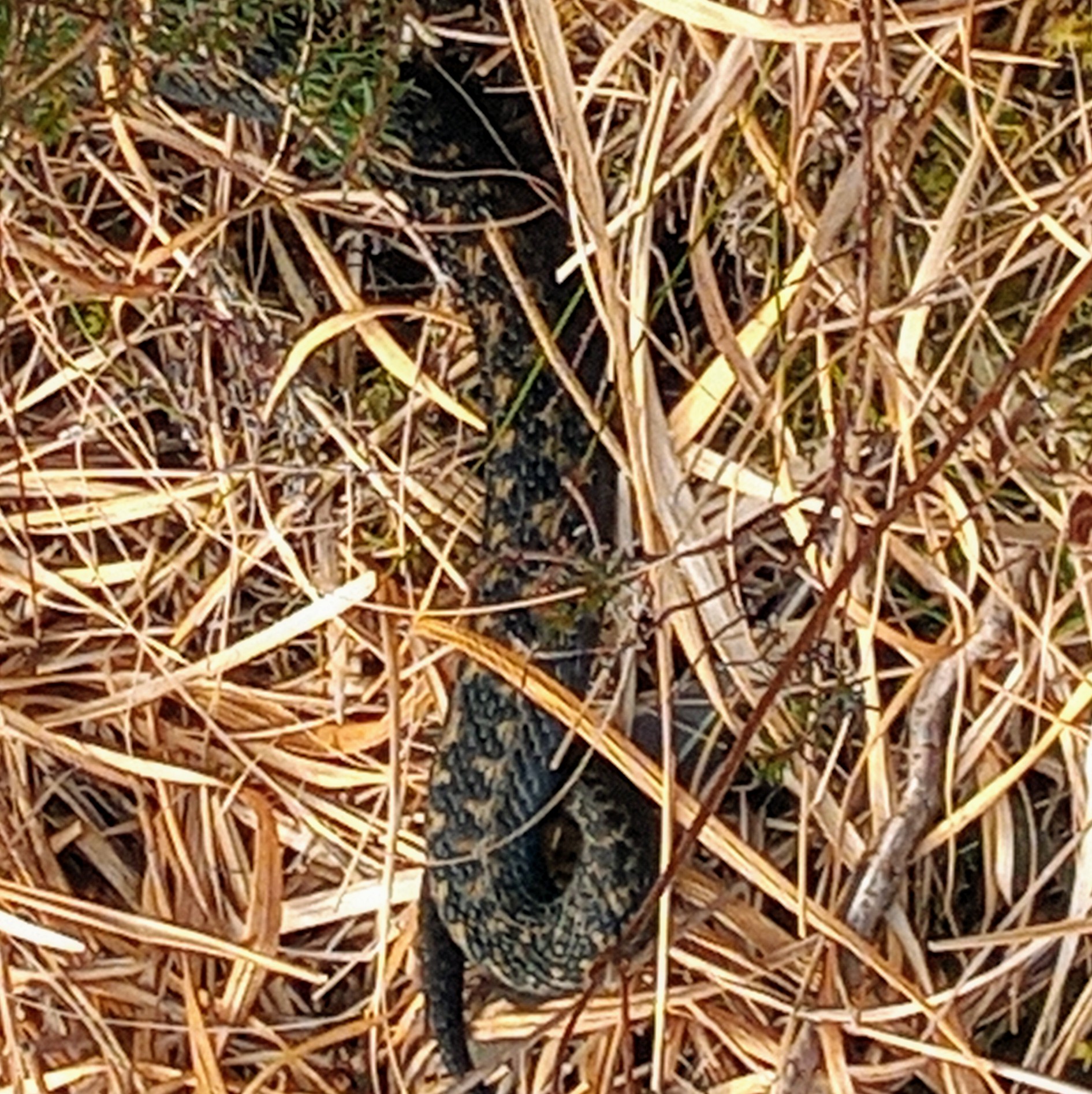 Adder at Quinag - Romany Garnett