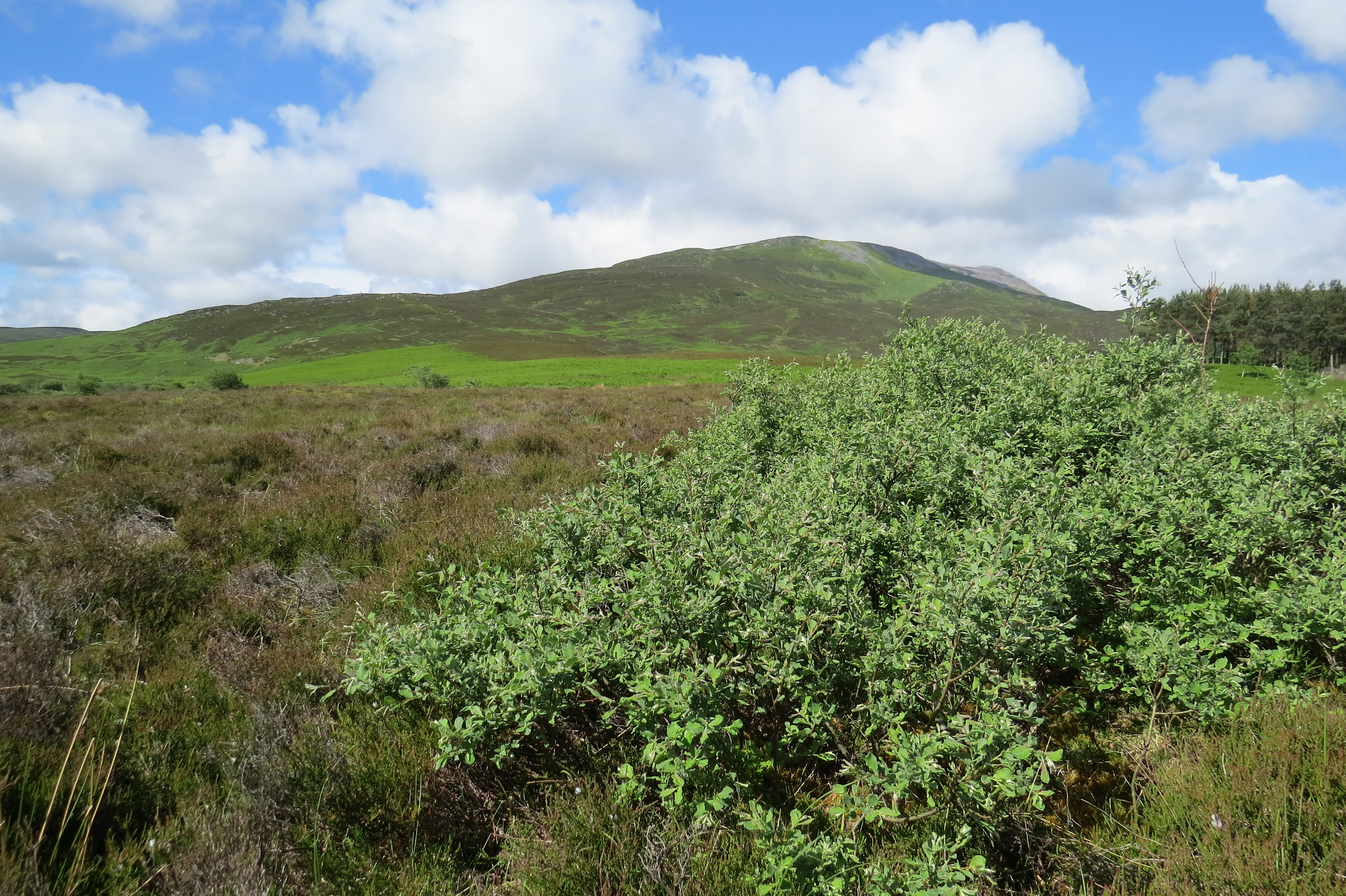 Willow regen at Schiehallion