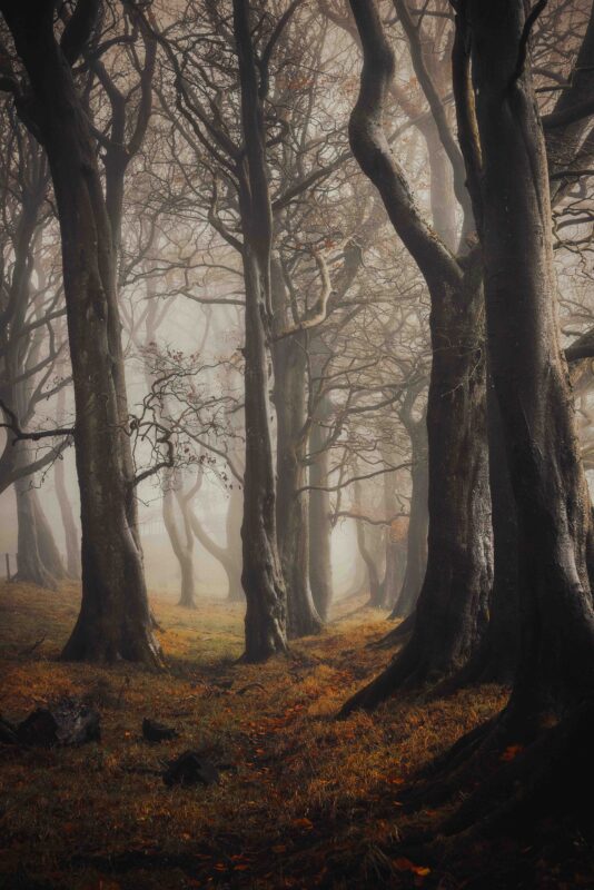 2021 - Waldemar Matusik - dreamy forest