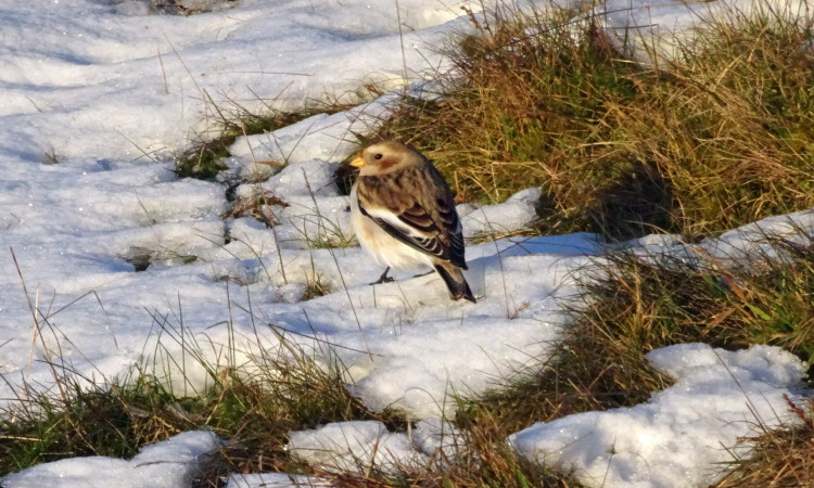 Snow Bunting - Derek Sime