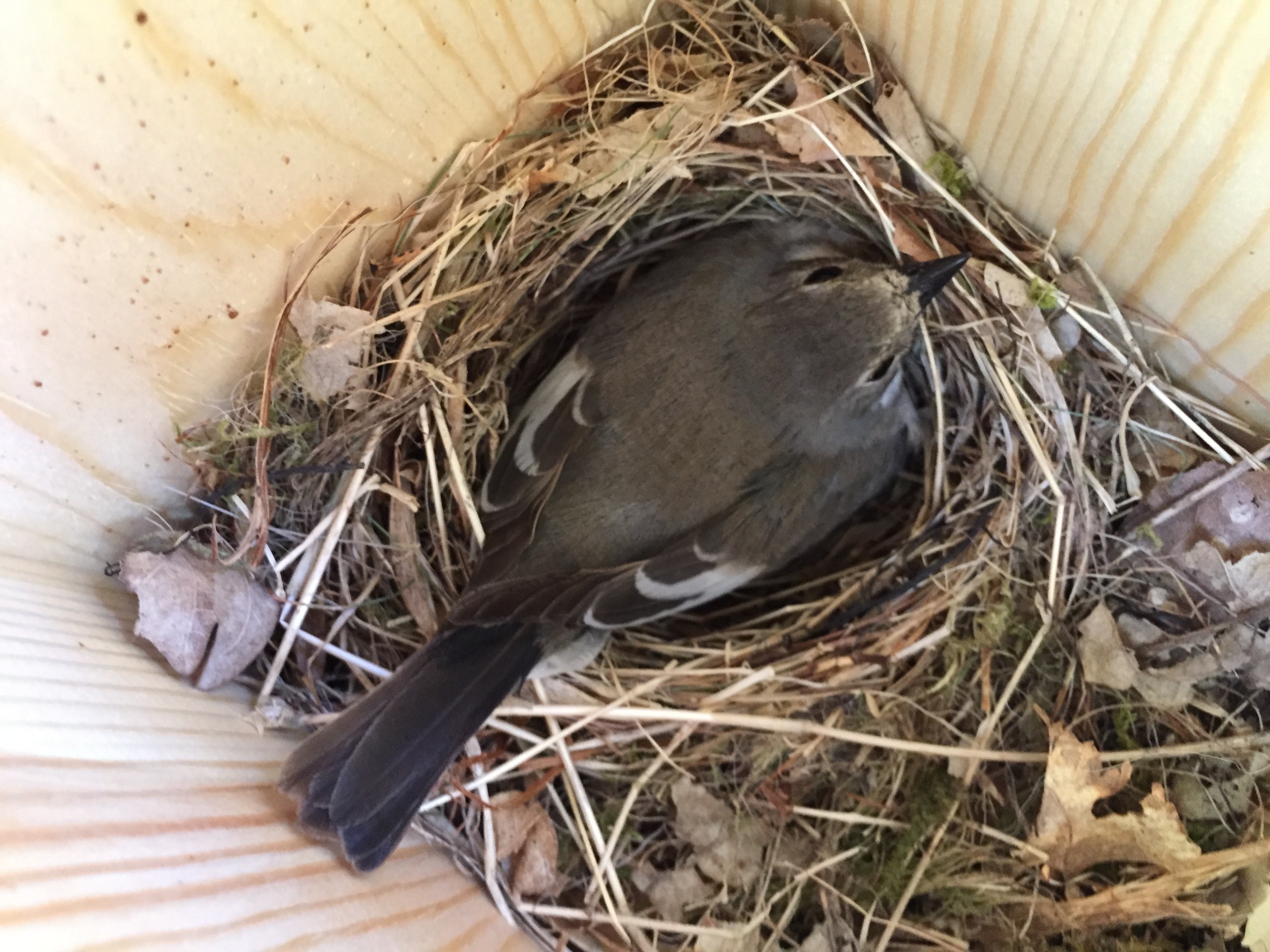 Pete Barron - Pied flycatcher nesting