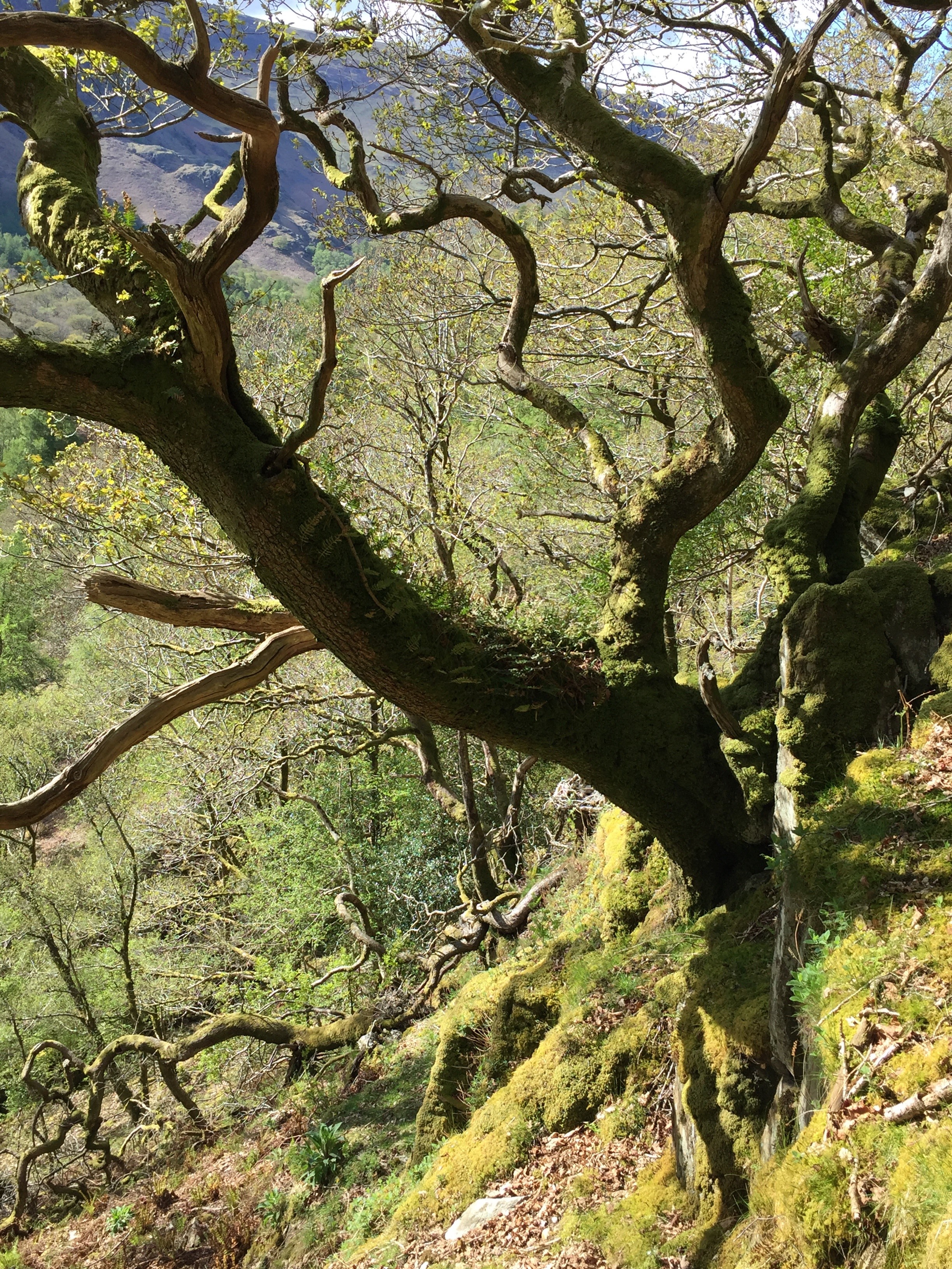 Pete Barron - Upland oak